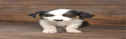 Australian Shepherd dogs for sale: Daniel - Ad 4