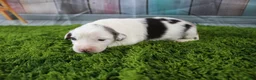 Miniature Australian Shepherd dogs for sale: Harriett - Ad 9