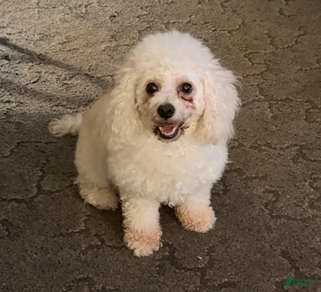 Bichpoo dogs for sale: Lucky - Ad 2