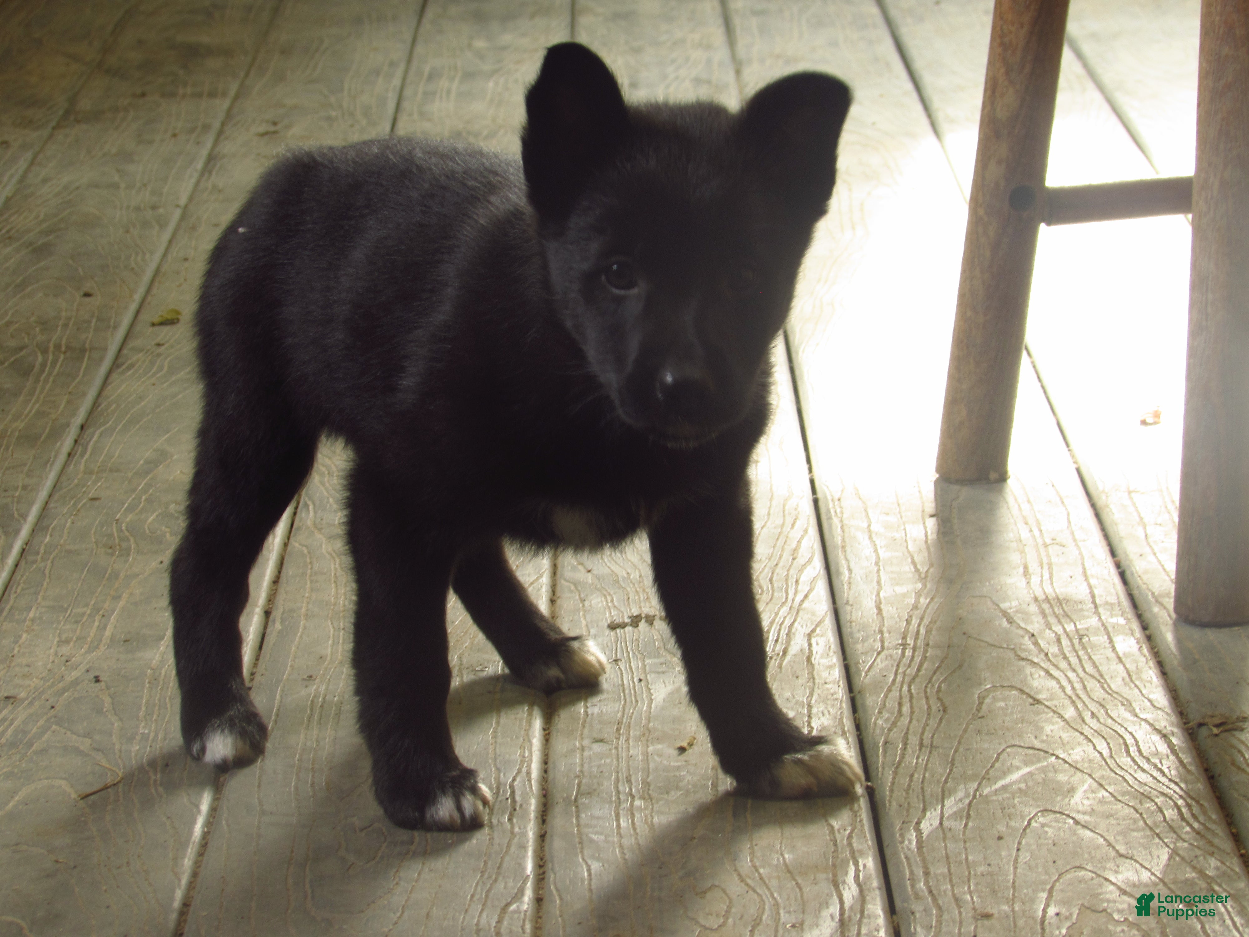 Mixed Breed dogs Karma - Ad 30