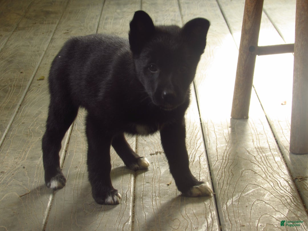 Mixed Breed dogs for sale: Karma - Ad 1