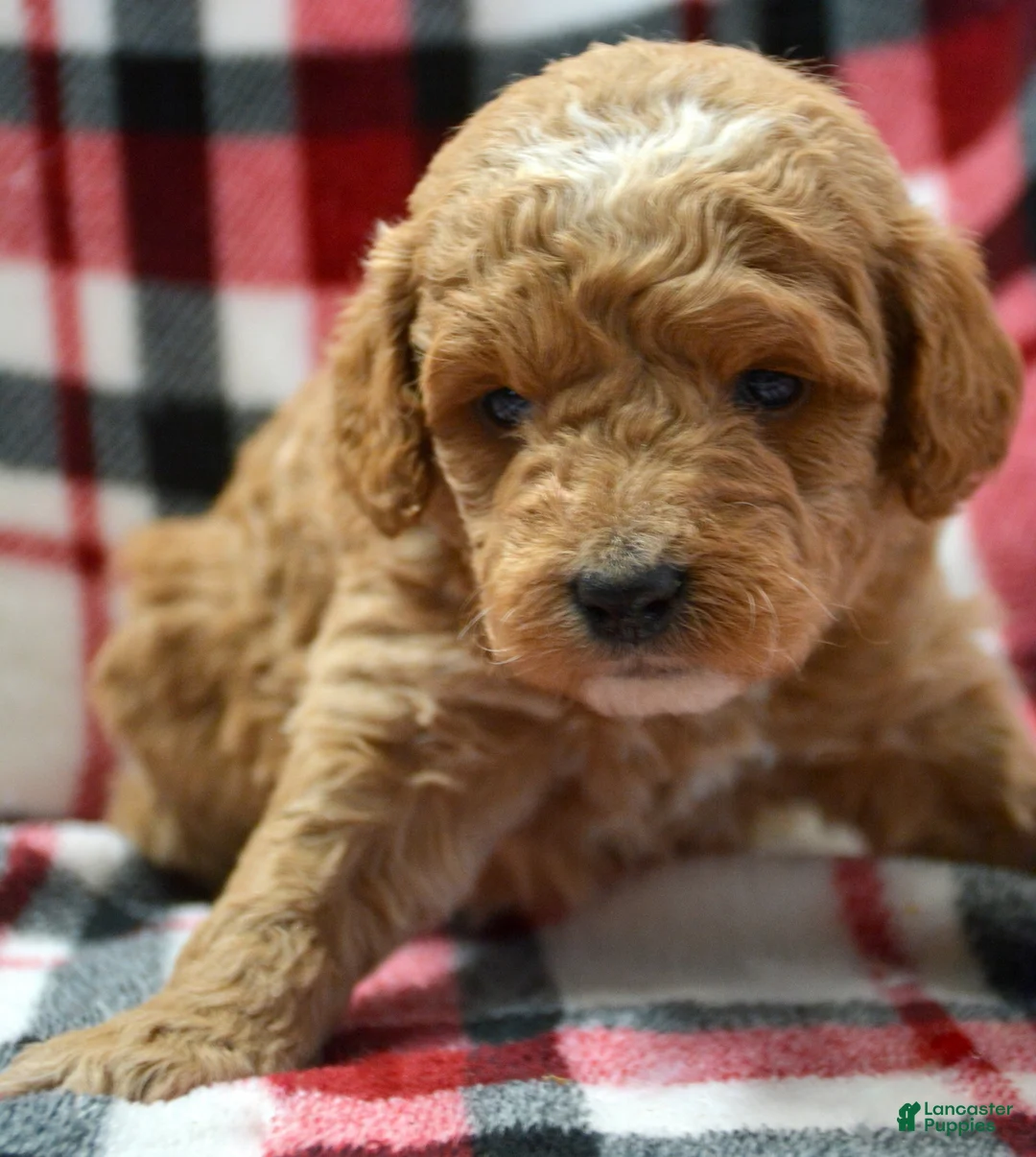 Mini Goldendoodle dogs for sale: Mini Goldendoodle Daphne - Ad 2