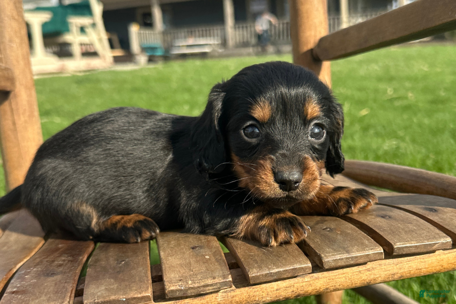 Dachshund dogs Freddy - Ad 30