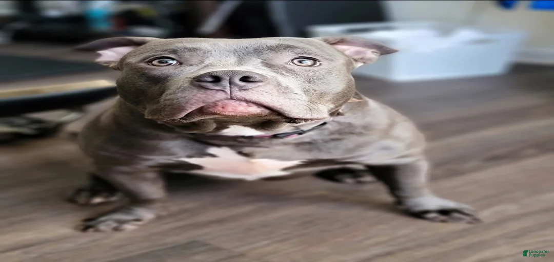 Gallery Image {{count}}