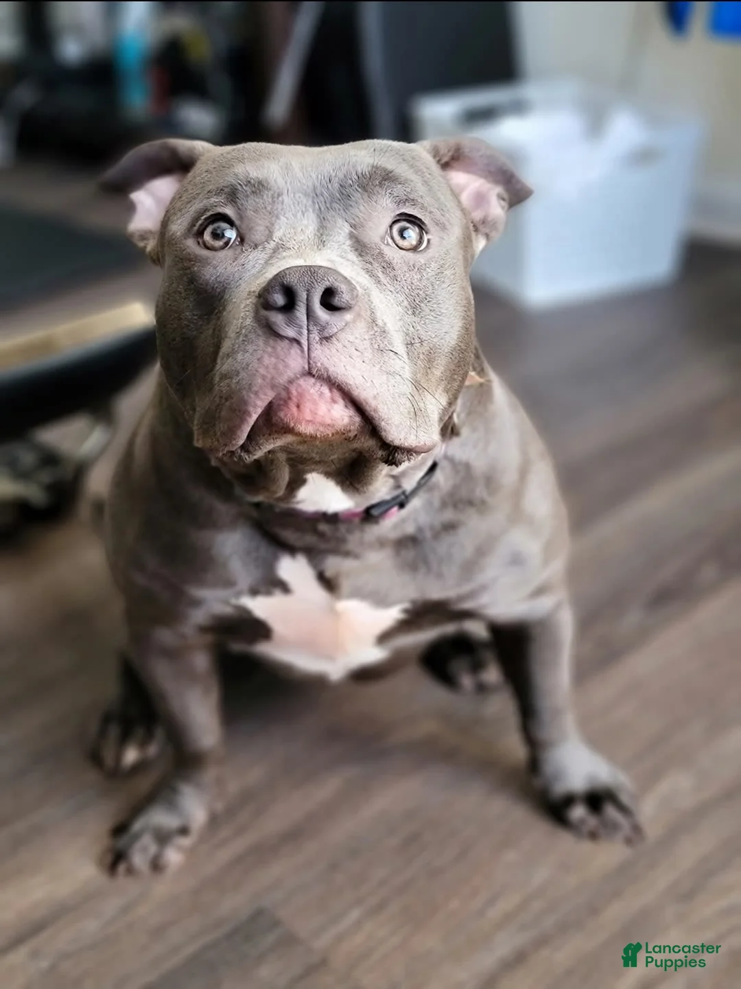 Gallery Image {{count}}