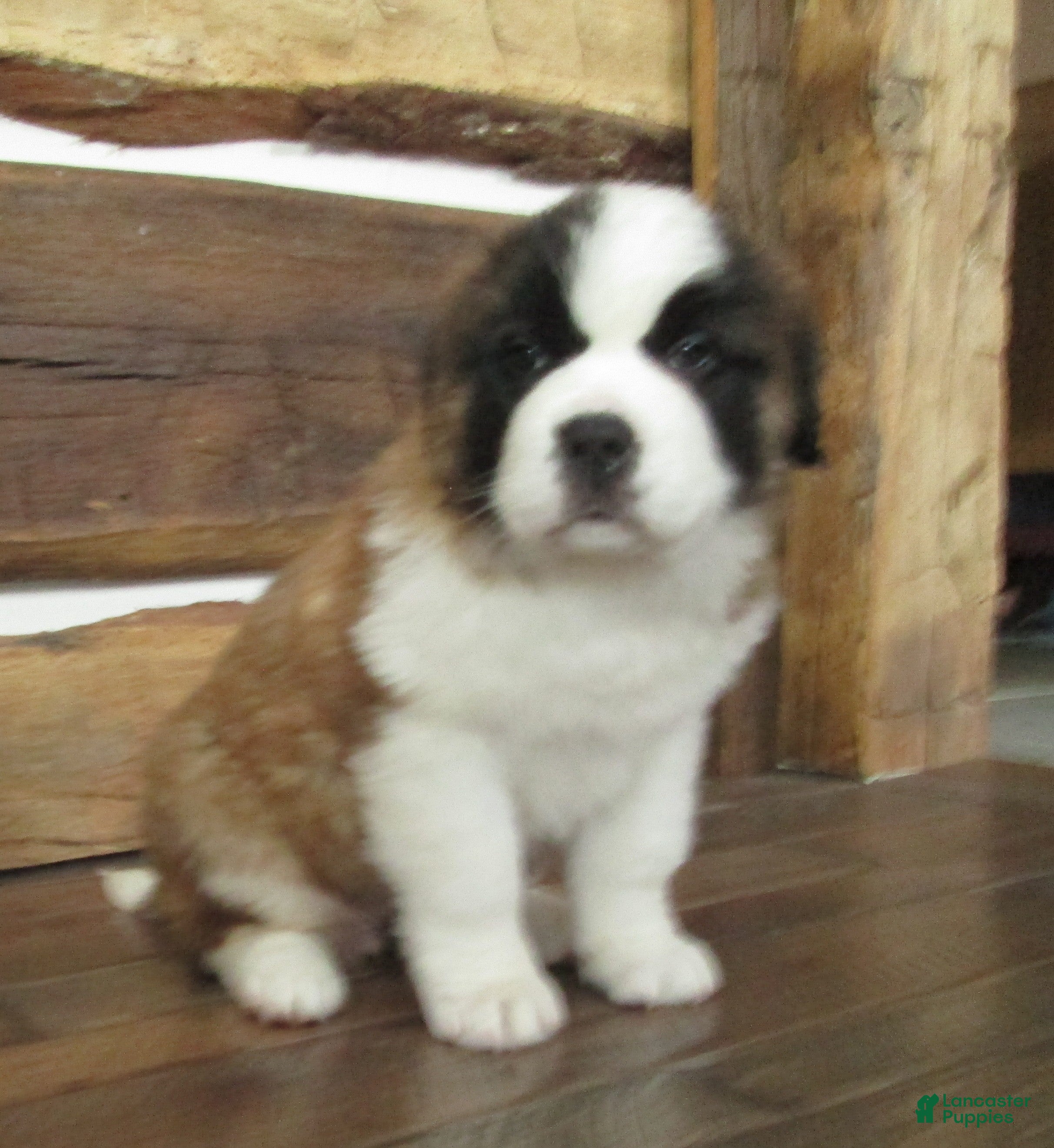Saint Bernard dogs LACY - Ad 18