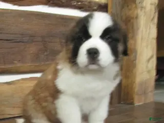 Saint Bernard dogs LACY - Ad 18