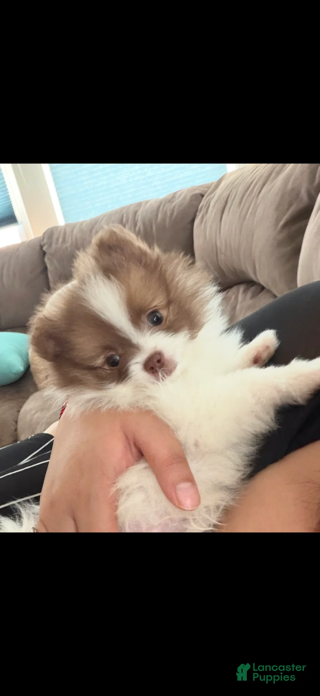 Pomeranian dogs for sale: guero  - Ad 1