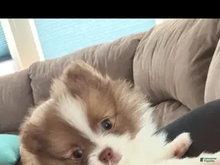 Pomeranian dogs guero - Ad 40