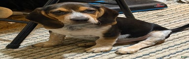 Beagle Puppy 3
