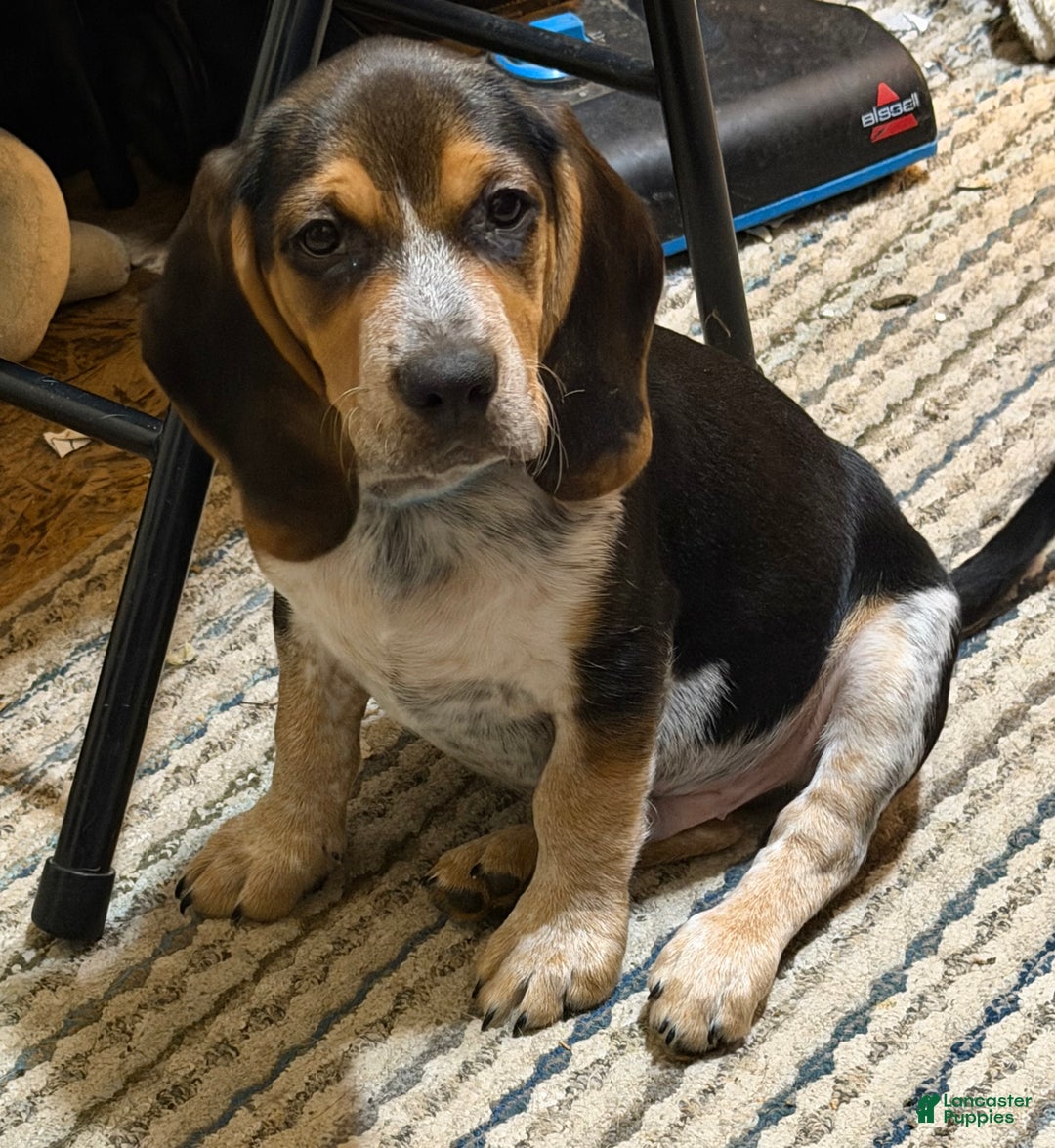 Beagle dogs for sale: Beagle Puppy 3 - Ad 1