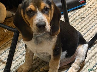 Beagle dogs Beagle Puppy 3 - Ad 3