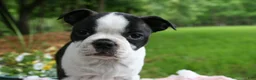 Boston Terrier dogs for sale: Bonnie - Ad 4