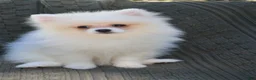 Pomeranian dogs for sale: Baron  - Ad 3