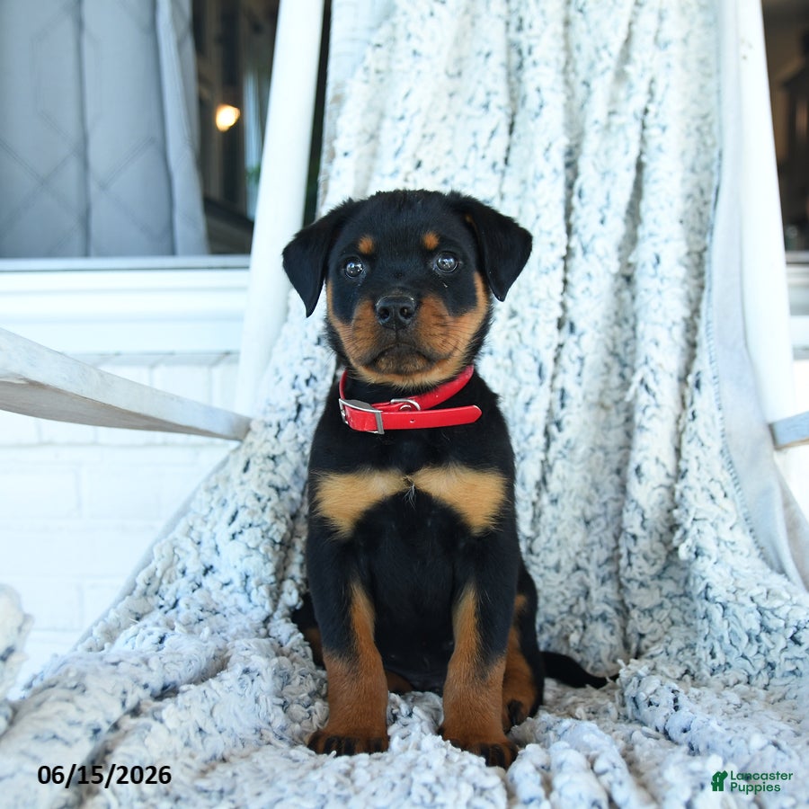 Rottweiler dogs Rusty - Ad 1