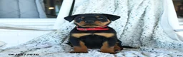 Rottweiler dogs for sale: Rusty - Ad 1