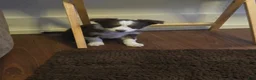 Australian Shepherd dogs for sale: Midget - Ad 3