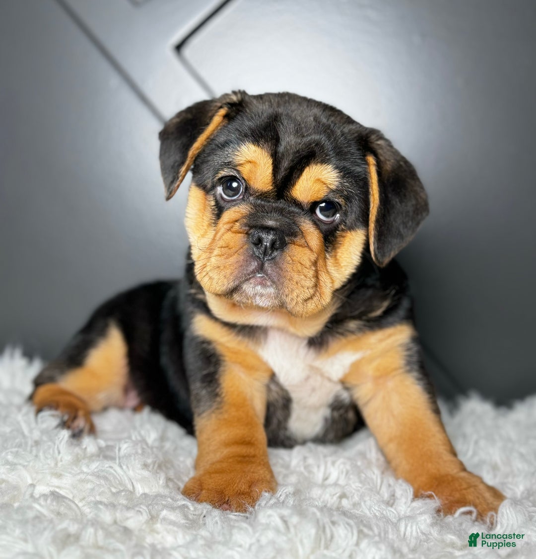 Mixed Breed dogs for sale: Willow  - Ad 1