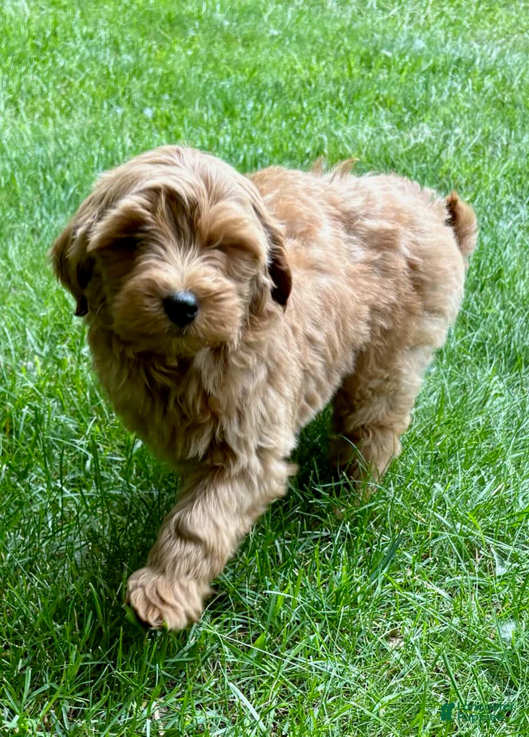 Yorkiepoo dogs for sale: Yorkiepoo Nova (Female) - Ad 4