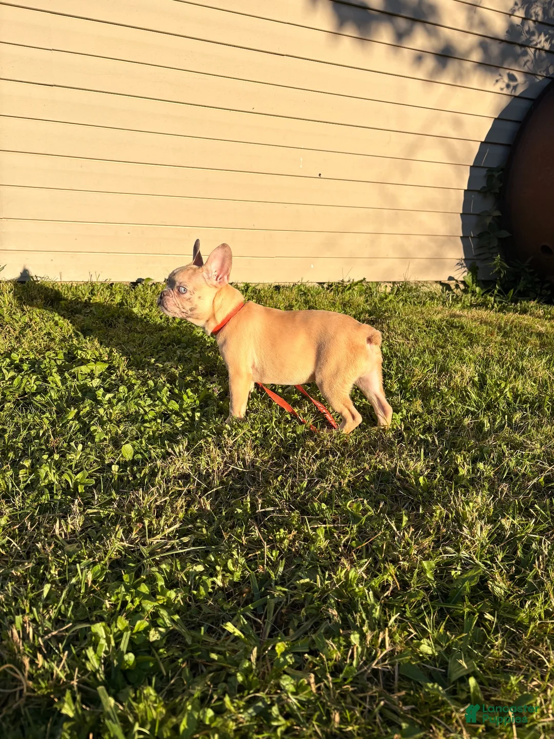French Bulldog dogs for sale: Enzo (Merle) - Ad 2