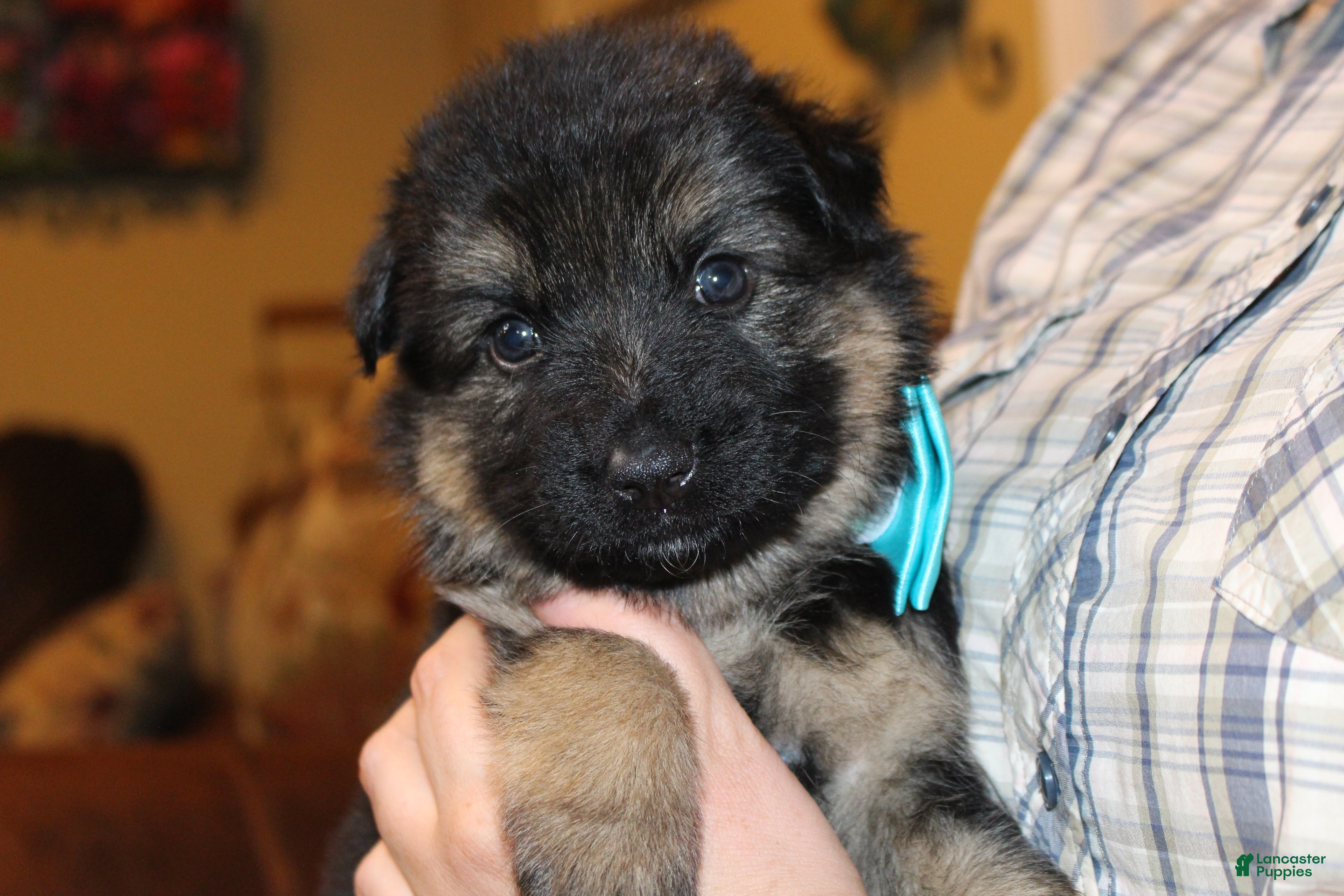German Shepherd dogs Connie, light blue collar - Ad 2