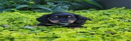 Miniature Dachshund dogs for sale: Venture  - Ad 26