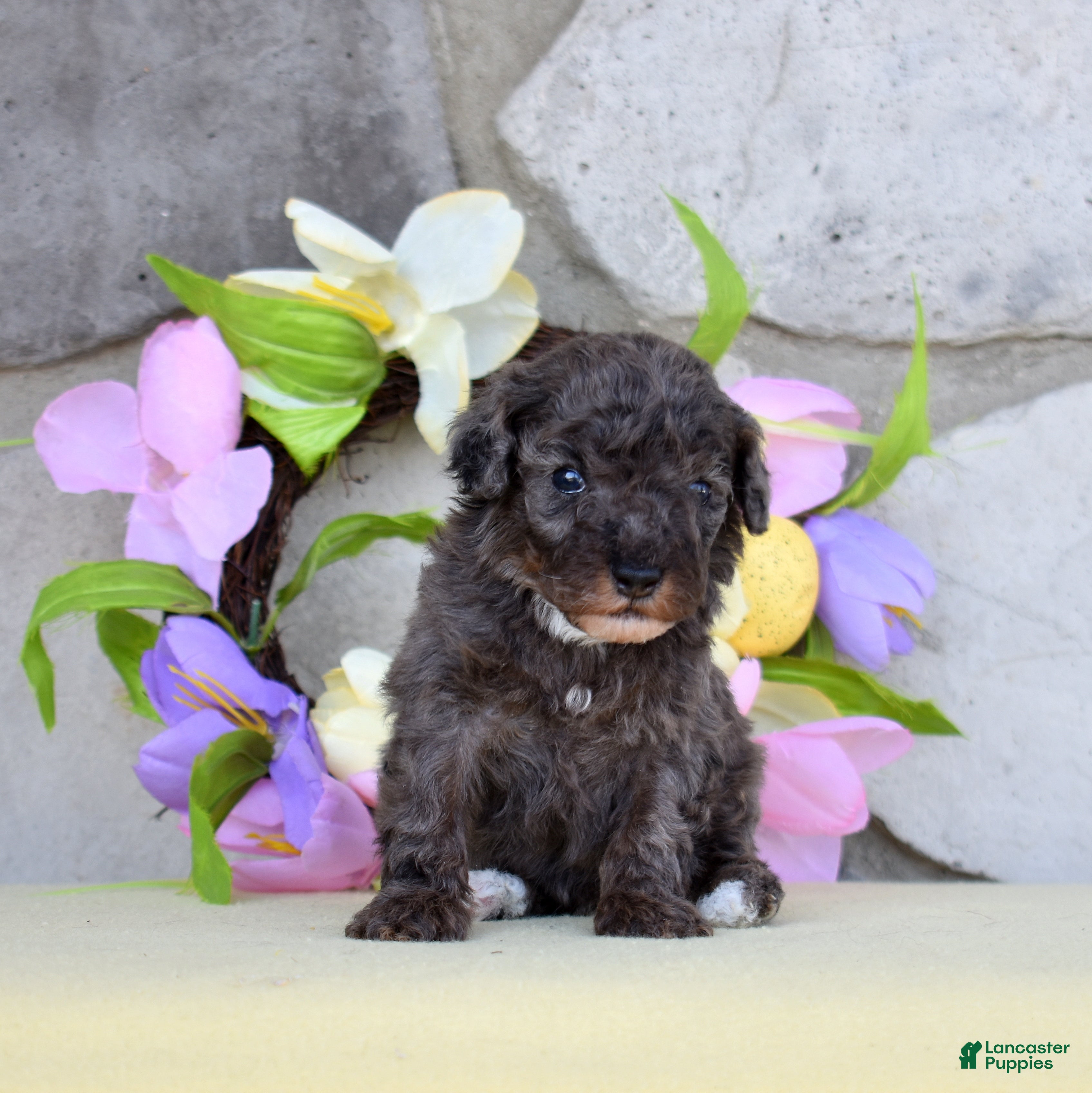 Miniature Poodle dogs Sapphire  - Ad 2