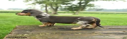 Miniature Dachshund dogs for sale: Bubbles - Ad 5