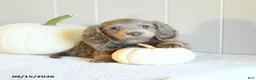 Miniature Dachshund dogs for sale: Chloe - Ad 4