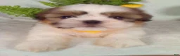 Shih Tzu dogs for sale: Cash - Ad 2