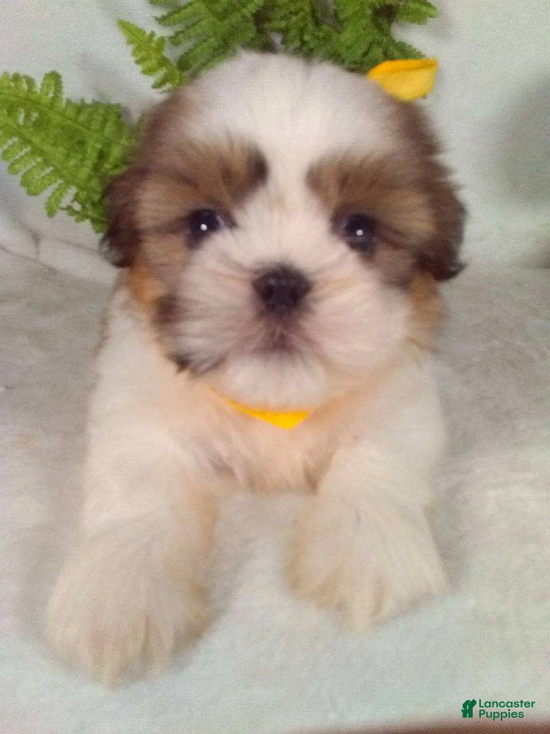 Shih Tzu dogs for sale: Cash - Ad 2