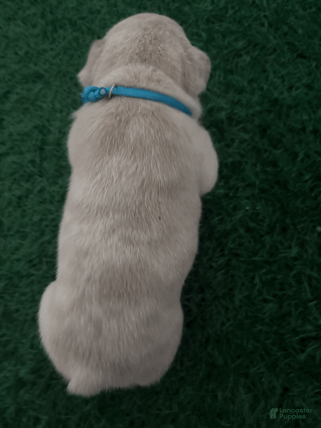 French Bulldog dogs for sale: blue - Ad 2