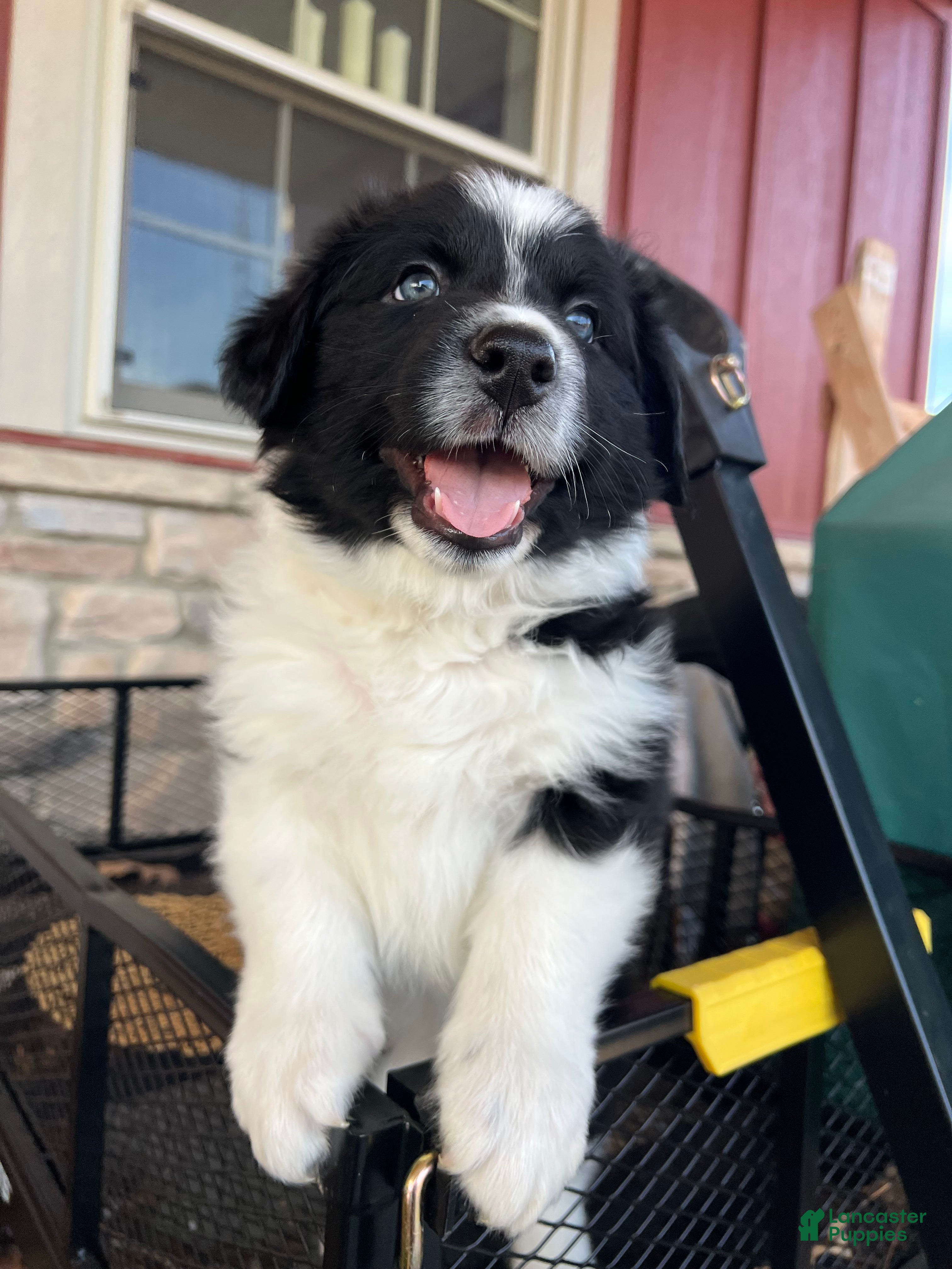 Australian Shepherd dogs Blitzen - Ad 32