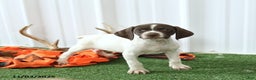 German Shorthaired Pointer dogs for sale: Happy - Ad 3
