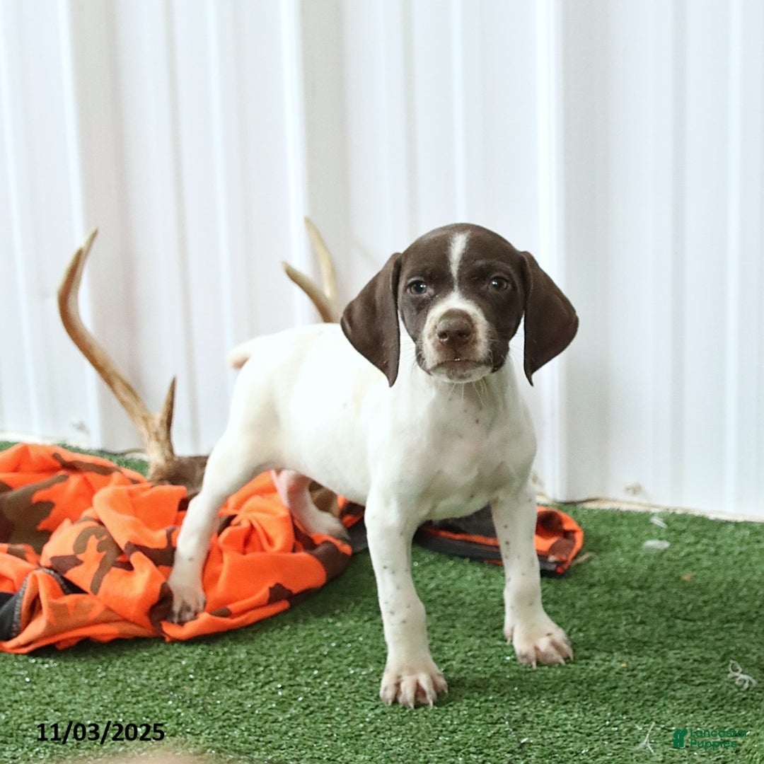 German Shorthaired Pointer dogs for sale: Happy - Ad 3