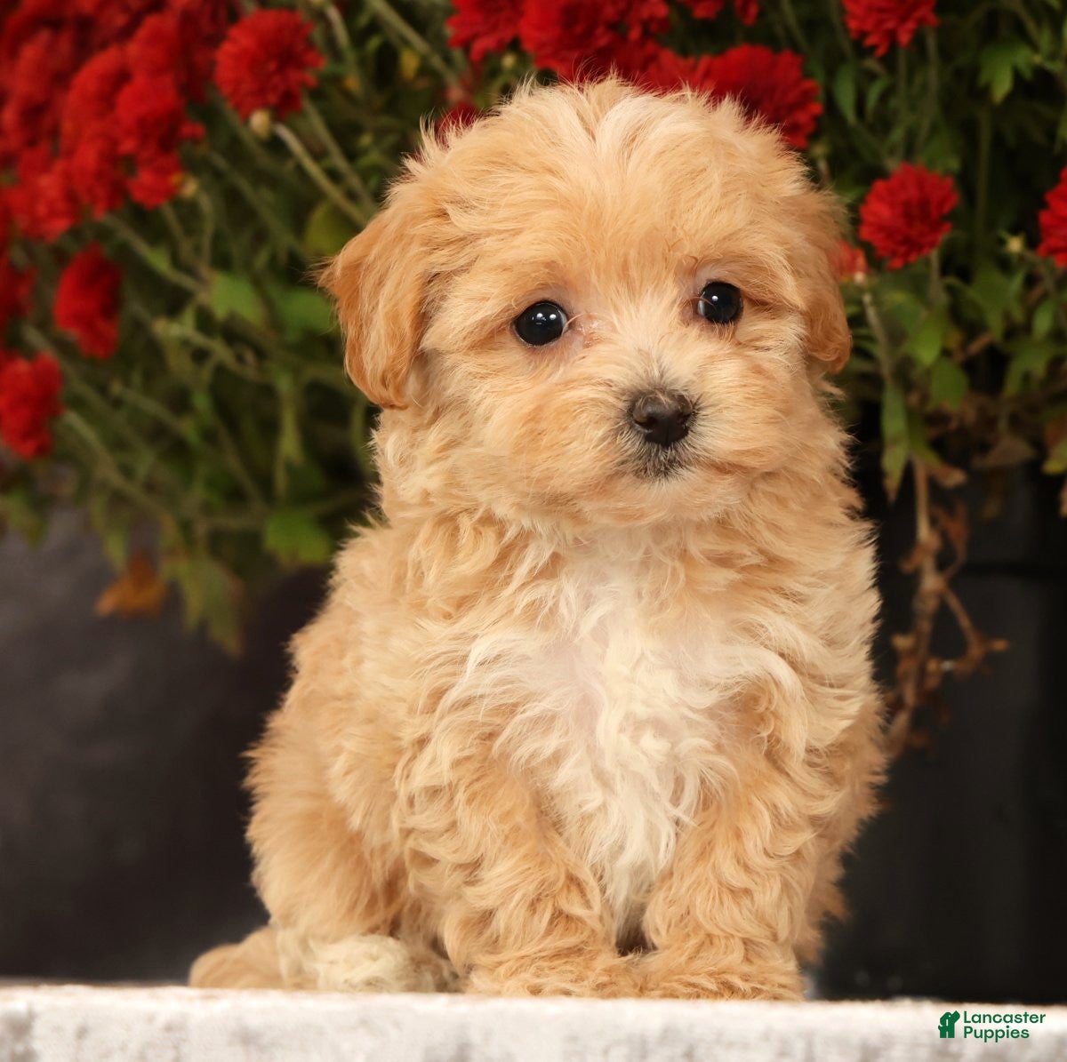 Havapoo dogs for sale: Riley - Ad 2