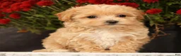 Havapoo dogs for sale: Riley - Ad 2