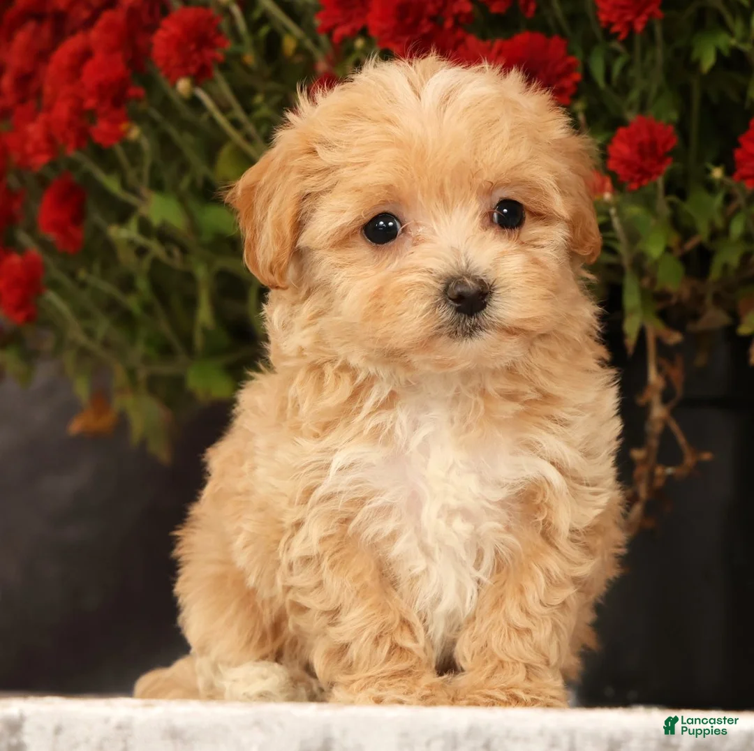 Havapoo dogs for sale: Riley - Ad 2