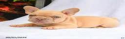 French Bulldog dogs for sale: Scarlett - Ad 3