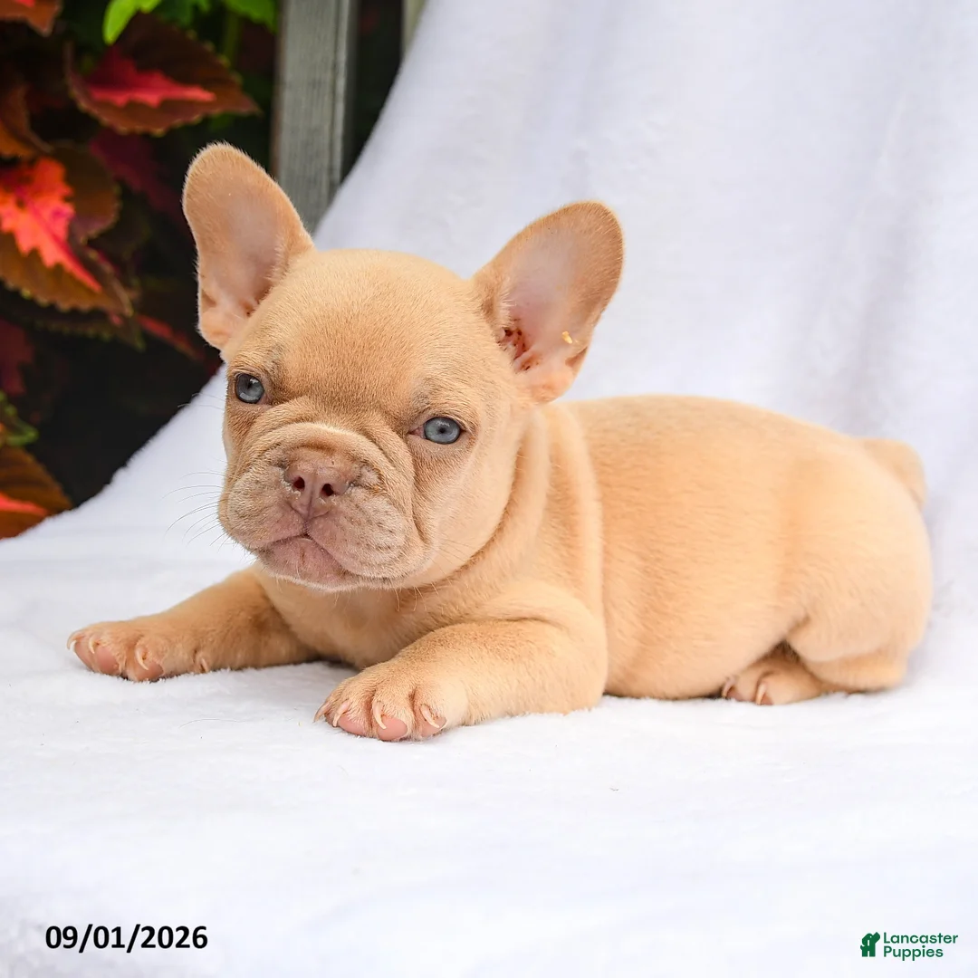 French Bulldog dogs for sale: Scarlett - Ad 3