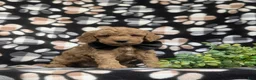 Miniature Poodle dogs for sale: Croydon - Ad 3