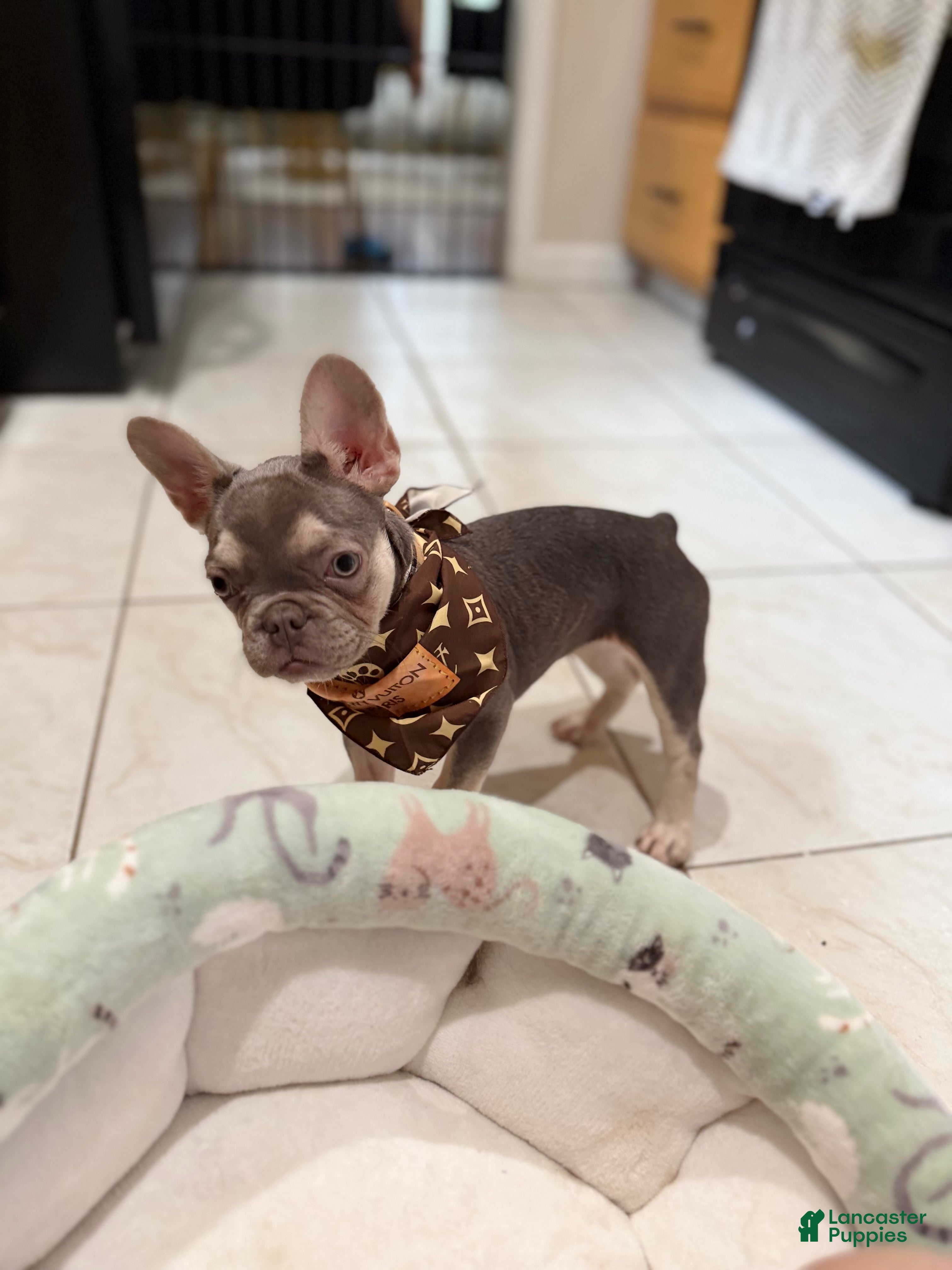 French Bulldog dogs Lilac & Tan Rare Frenchie female  - Ad 1