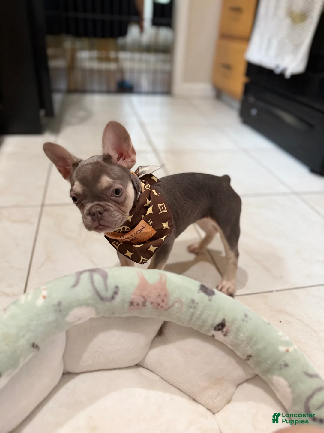 French Bulldog dogs for sale: Lilac tan Chanel - Ad 6