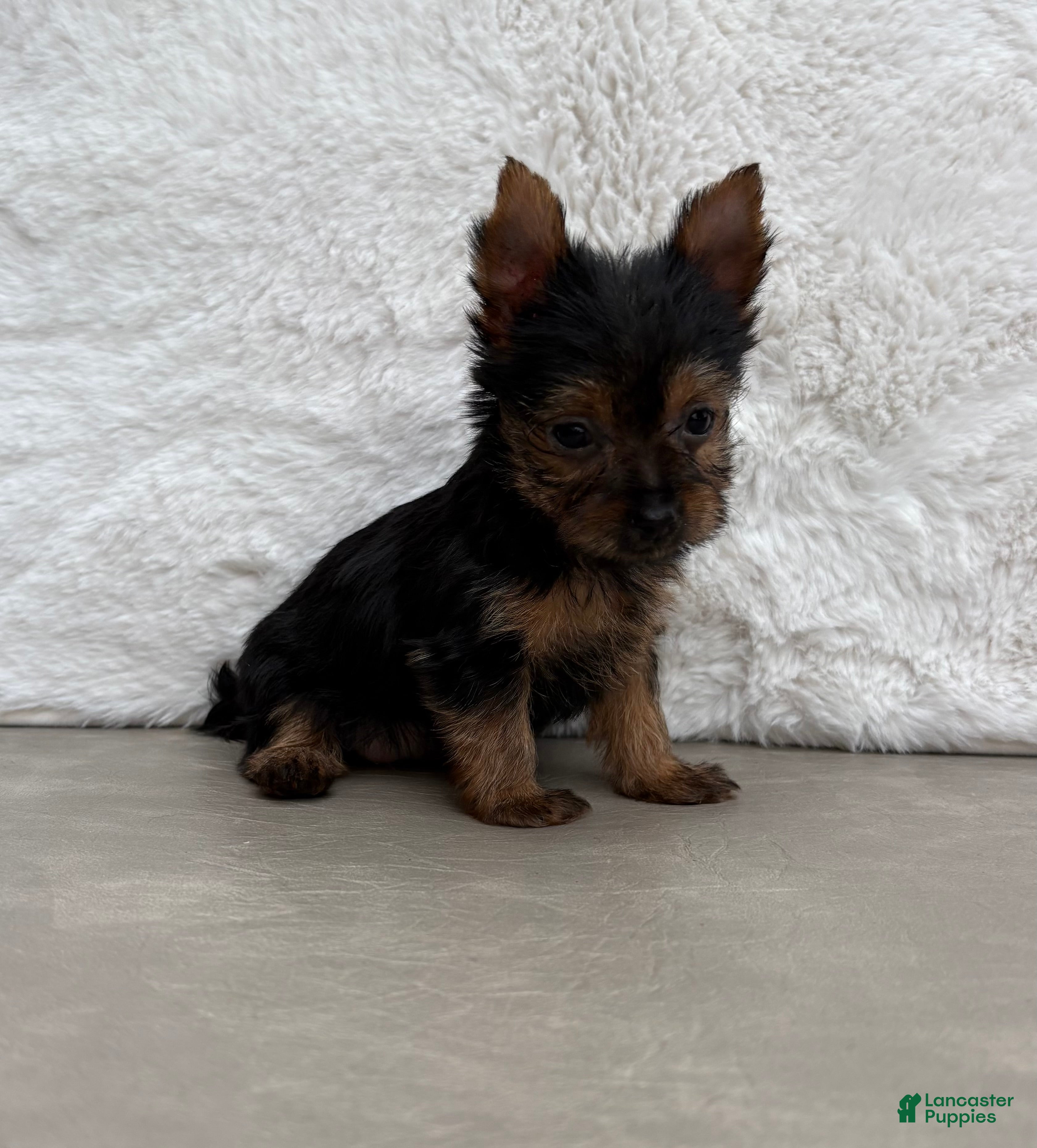 Yorkshire Terrier dogs Mia - Ad 2