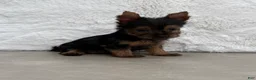 Yorkshire Terrier dogs for sale: Cassie - Ad 10