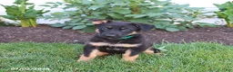 German Shepherd dogs for sale: Simba - Ad 4