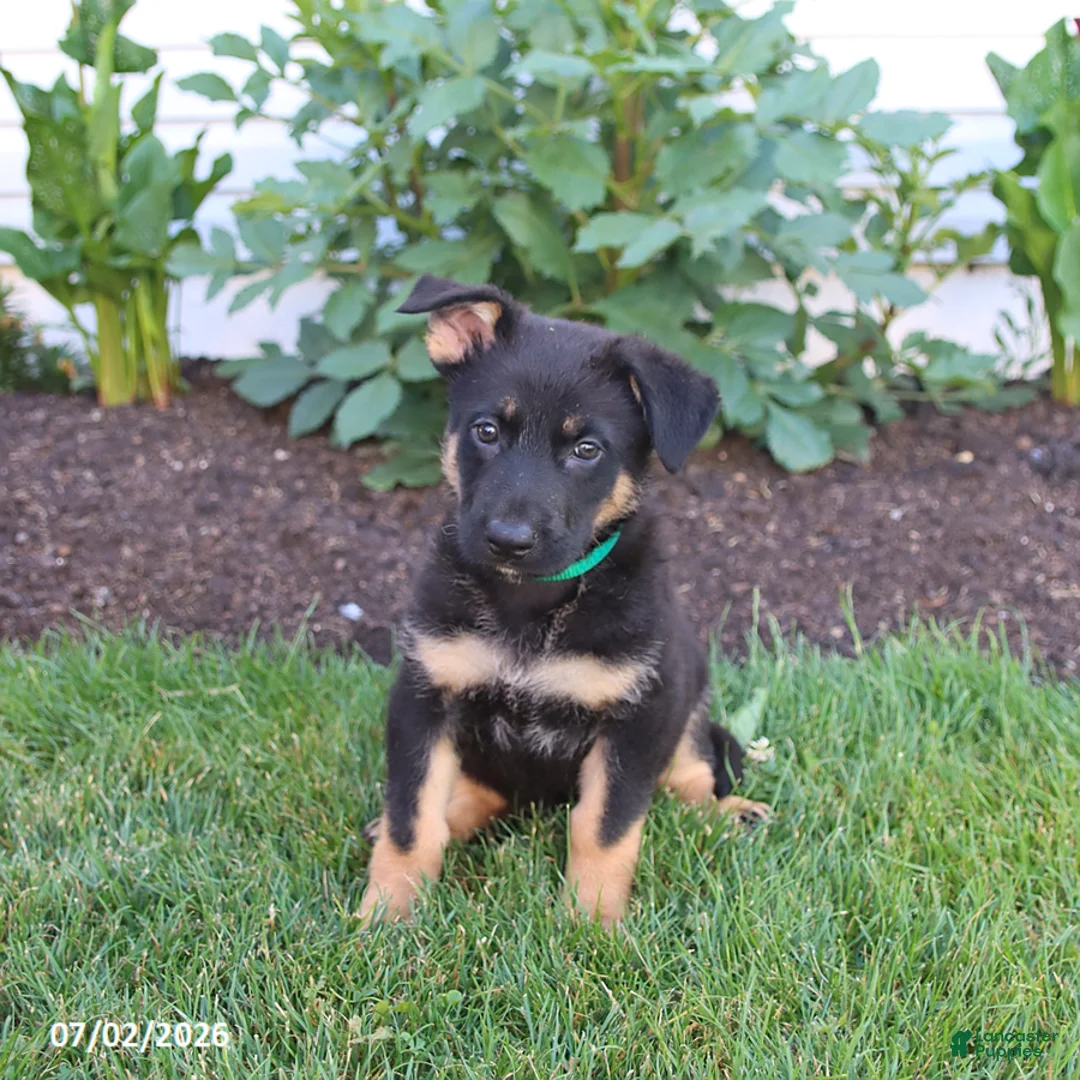 German Shepherd dogs for sale: Simba - Ad 4