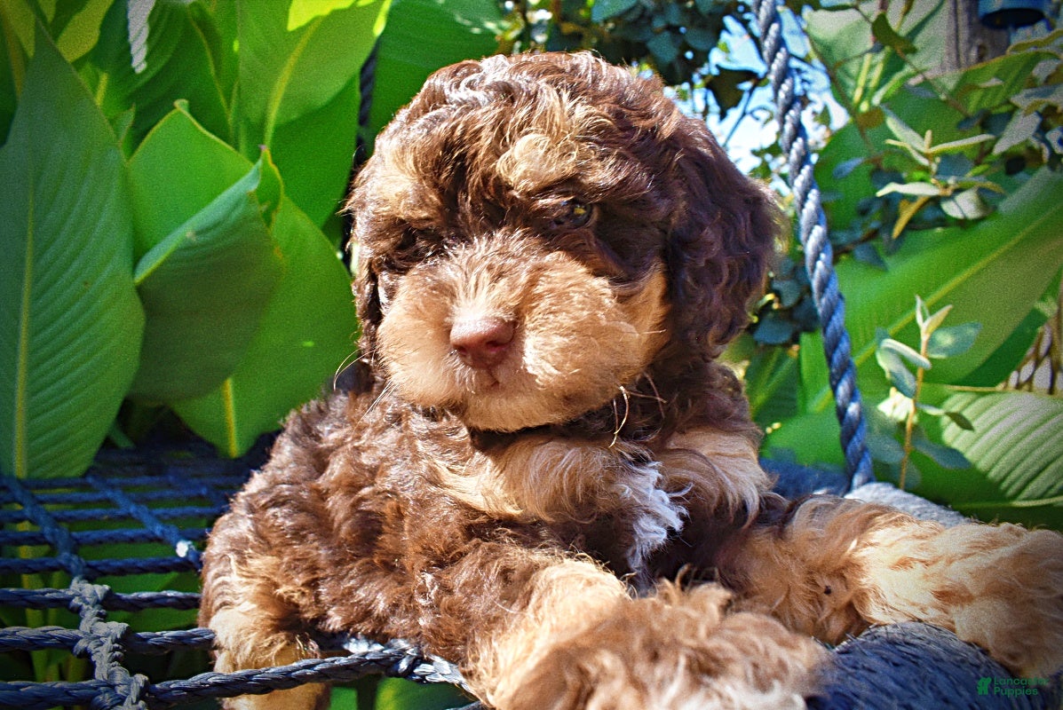 Havapoo dogs Jazz-LABOR DAY SALE-TAKE $100 OFF!!! - Ad 2