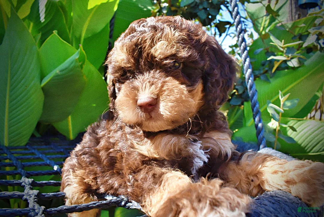 Havapoo dogs for sale: Jazz-LABOR DAY SALE-TAKE $100 OFF!!! - Ad 2