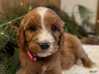 Irish Doodle dogs Oakley - Ad 4